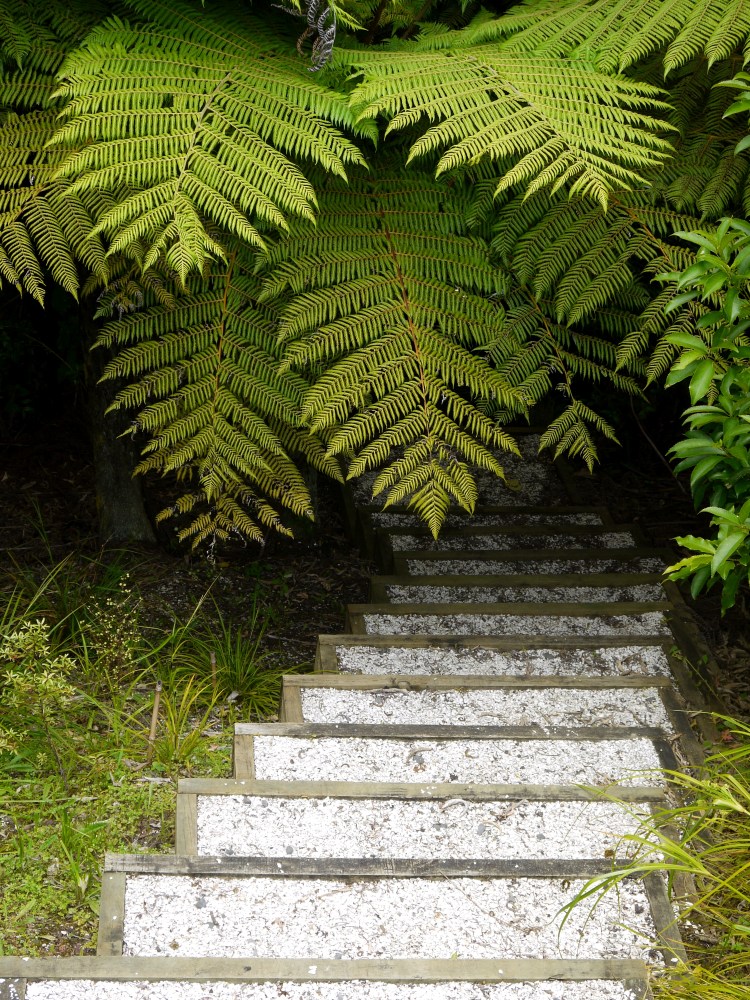 steps ferns