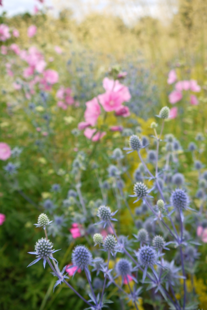 pink blue flowers 1 scaled