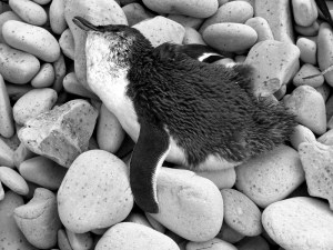 beach blue penguin dead
