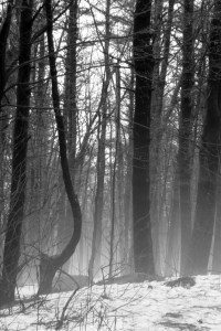 mist forest bw