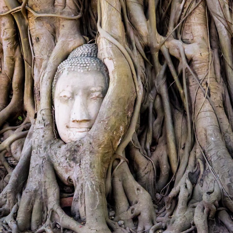 Buddha head Ayutthaya