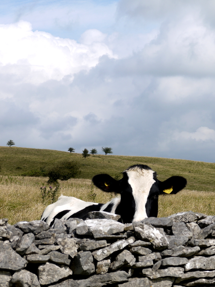 cow wall peeking