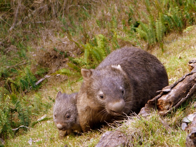 wombat and baby 1.JPG
