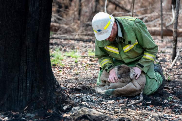 rescued koala